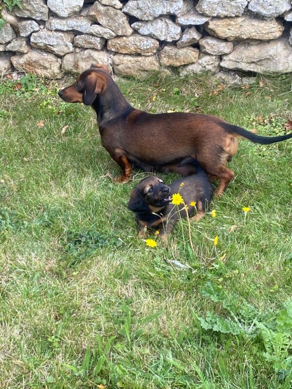 Stunning Standard Dachshund Puppies for sale in Swindon, Wiltshire - Image 12