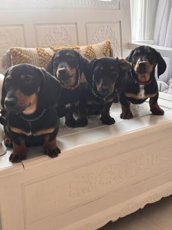 Stunning Standard Dachshund Puppies For Sale in Upwell, Norfolk