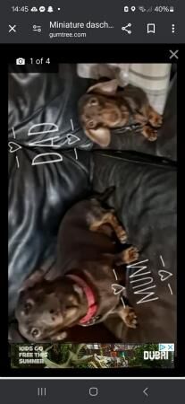 Tan/Brown miniature dachshund puppies for sale in Falfield, Gloucestershire - Image 1