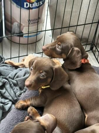 Tan/Brown miniature dachshund puppies for sale in Falfield, Gloucestershire - Image 2