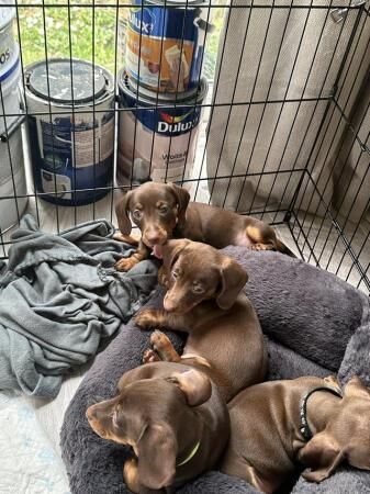 Tan/Brown miniature dachshund puppies for sale in Falfield, Gloucestershire - Image 3