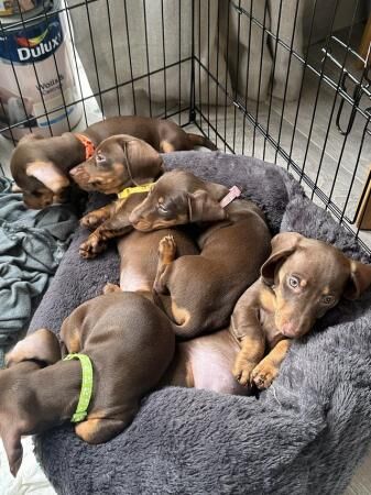 Tan/Brown miniature dachshund puppies for sale in Falfield, Gloucestershire - Image 4