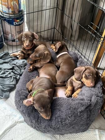 Tan/Brown miniature dachshund puppies for sale in Falfield, Gloucestershire - Image 5