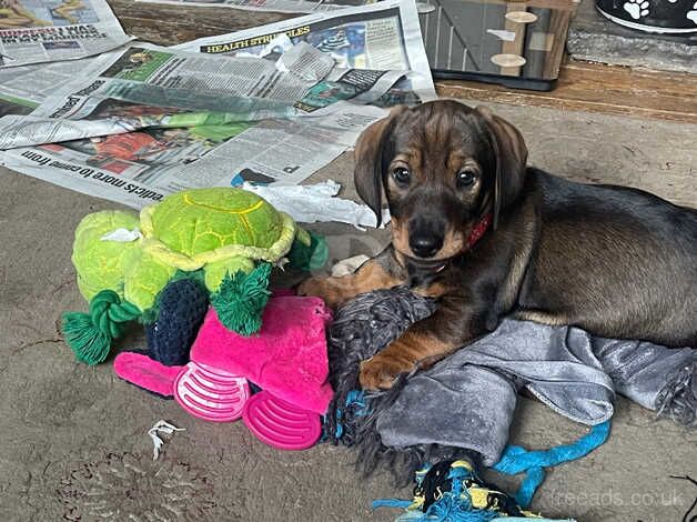 Teckel boy puppies for sale in Dalmally, Argyll and Bute