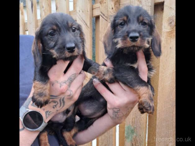 Teckel pups for sale in Sheffield, South Yorkshire