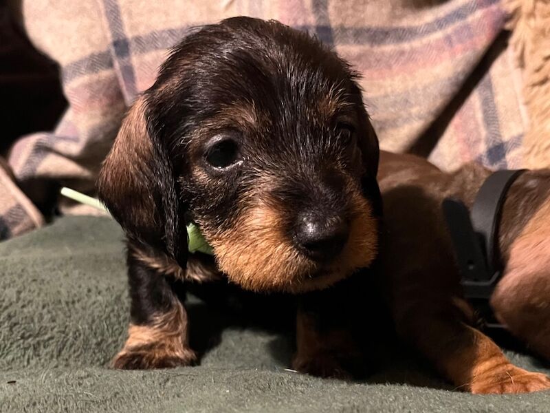 Teckels - KC health tested Standard Wire Haired Dachshund for sale in Lower Shuckburgh, Warwickshire