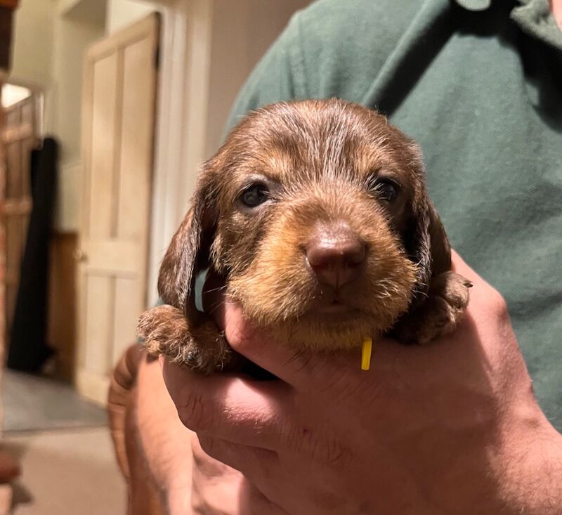 Teckels - KC health tested Standard Wire Haired Dachshund for sale in Lower Shuckburgh, Warwickshire - Image 2