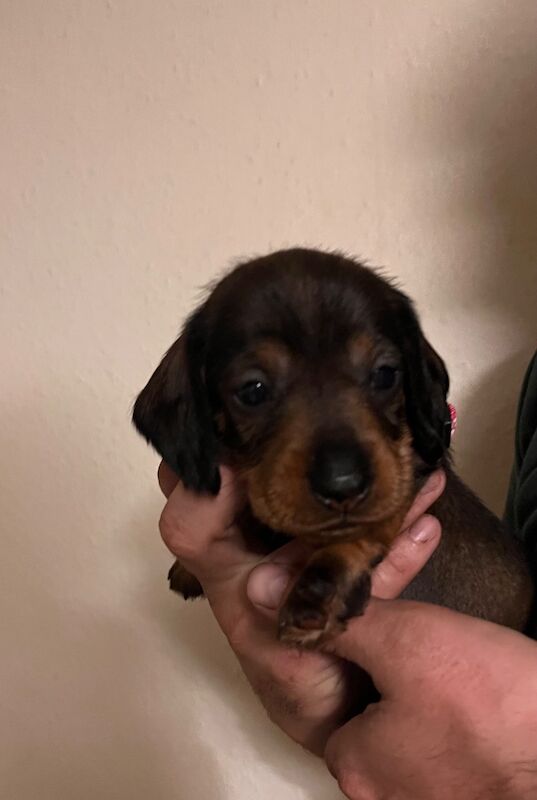 Teckels - KC health tested Standard Wire Haired Dachshund for sale in Lower Shuckburgh, Warwickshire - Image 3