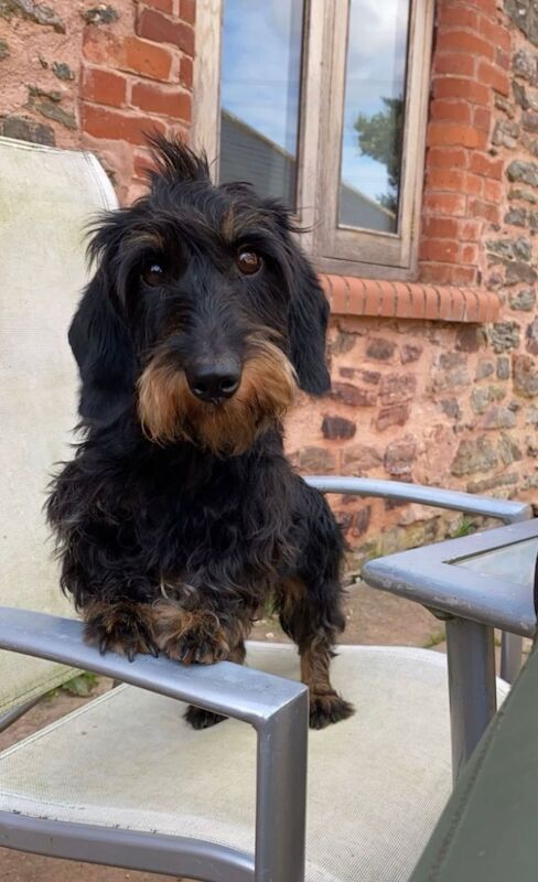 Teckels - KC health tested Standard Wire Haired Dachshund for sale in Lower Shuckburgh, Warwickshire - Image 4