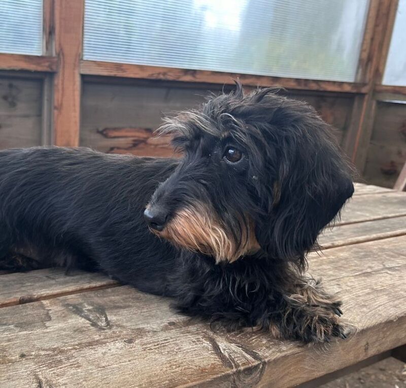 Teckels - KC health tested Standard Wire Haired Dachshund for sale in Lower Shuckburgh, Warwickshire - Image 5