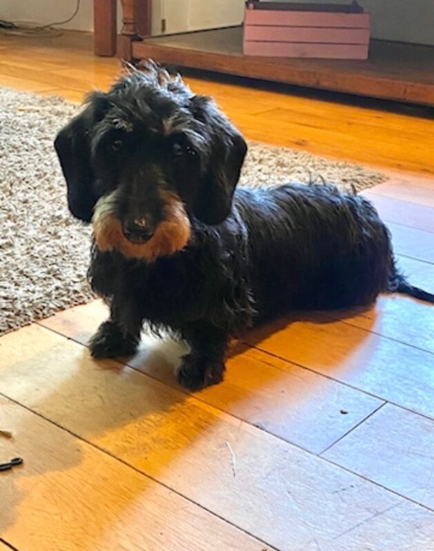 Teckels - KC health tested Standard Wire Haired Dachshund for sale in Lower Shuckburgh, Warwickshire - Image 6