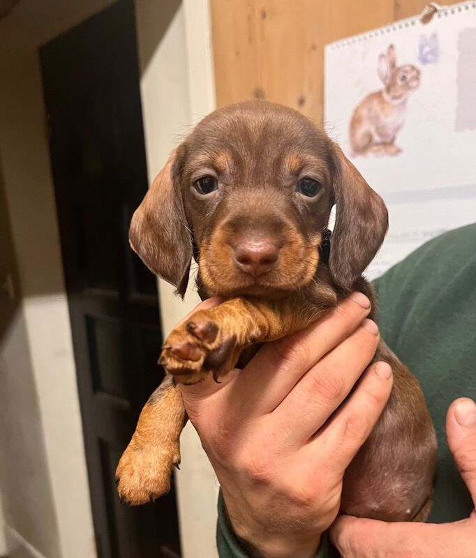 Teckels - KC health tested Standard Wire Haired Dachshund for sale in Lower Shuckburgh, Warwickshire