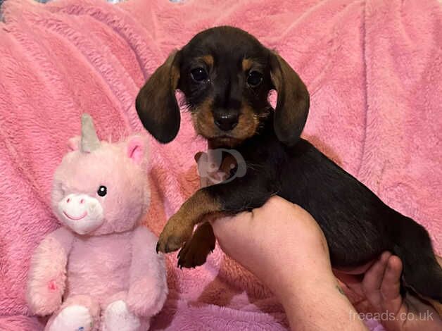 Teckle (Wired hair dachshund) for sale in Bradford, West Yorkshire - Image 1