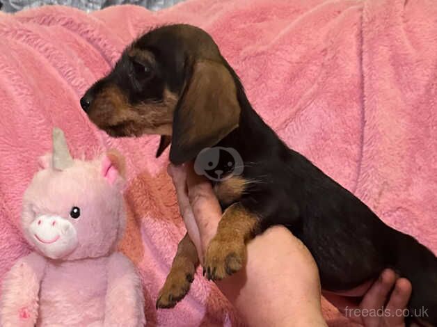 Teckle (Wired hair dachshund) for sale in Bradford, West Yorkshire - Image 2