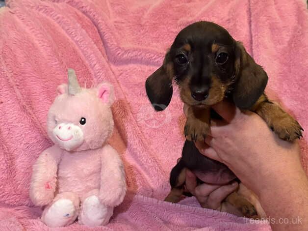 Teckle (Wired hair dachshund) for sale in Bradford, West Yorkshire - Image 3