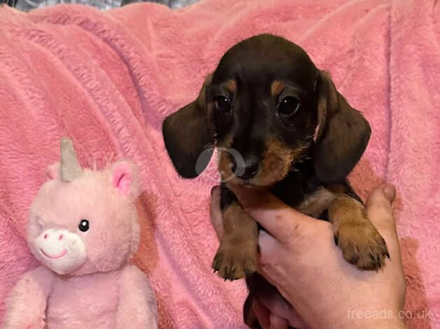 Teckle (Wired hair dachshund) for sale in Bradford, West Yorkshire - Image 4