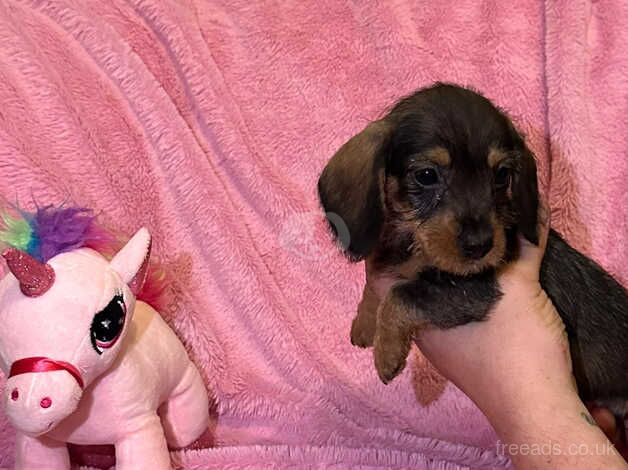 Teckle (Wired hair dachshund) for sale in Bradford, West Yorkshire - Image 5