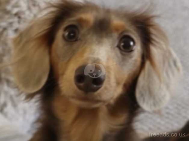 Dachshunds for sale in Bridgend, Ceredigion