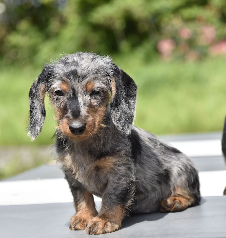 Fully vaccinated - Outstanding dachshund litter for sale in Tarleton, Lancashire - Image 4