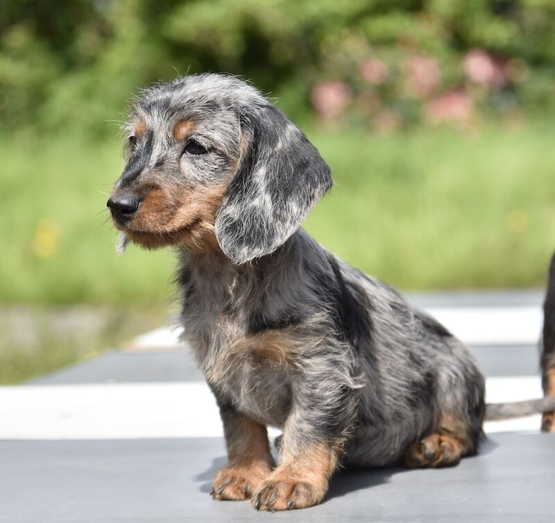Fully vaccinated - Outstanding dachshund litter for sale in Tarleton, Lancashire - Image 10