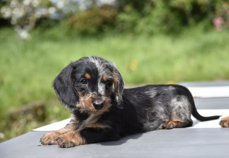 Fully vaccinated - Outstanding dachshund litter for sale in Tarleton, Lancashire - Image 9