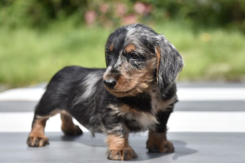 Fully vaccinated - Outstanding dachshund litter for sale in Tarleton, Lancashire - Image 12