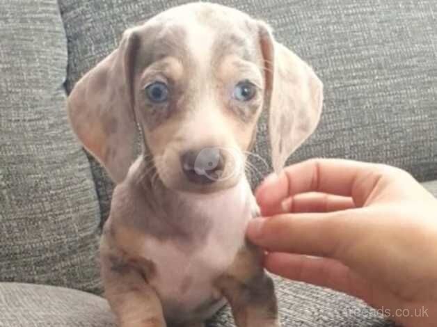 Dachshunds for sale in Manchester, Greater Manchester