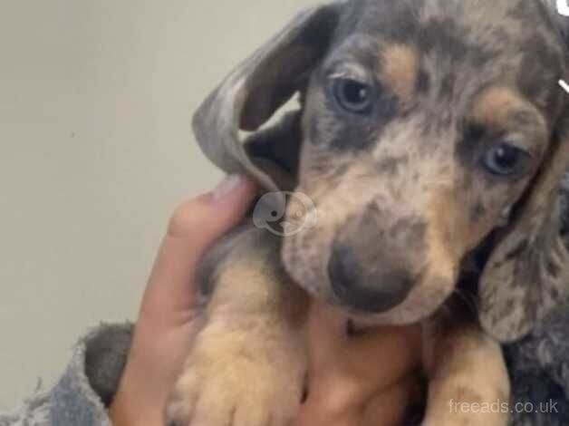 Dachshund Puppies for sale