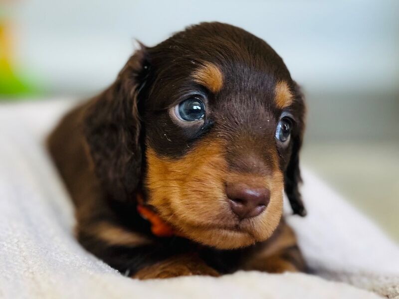 Three gorgeous miniature long haired dachshund puppies for sale in Rainham, Kent