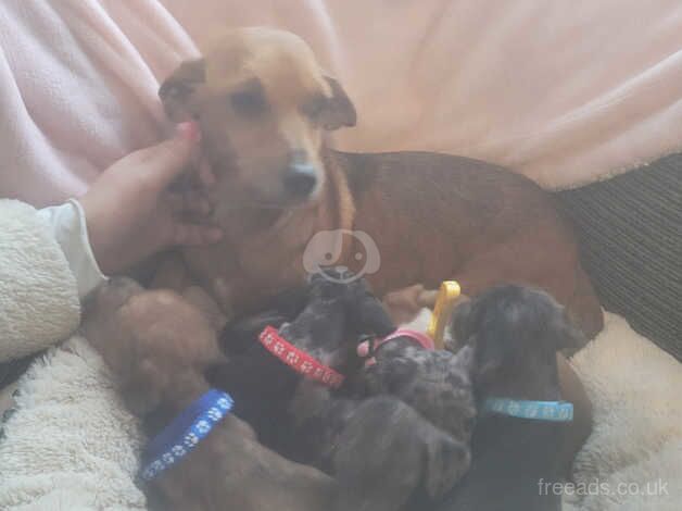 Three quarter Dachshund quarter jack russel pups for sale in Barnsley, South Yorkshire