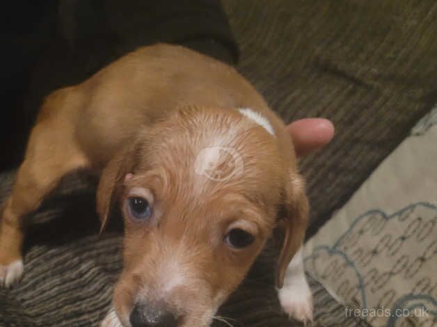 Dachshund Puppies for sale in South Yorkshire