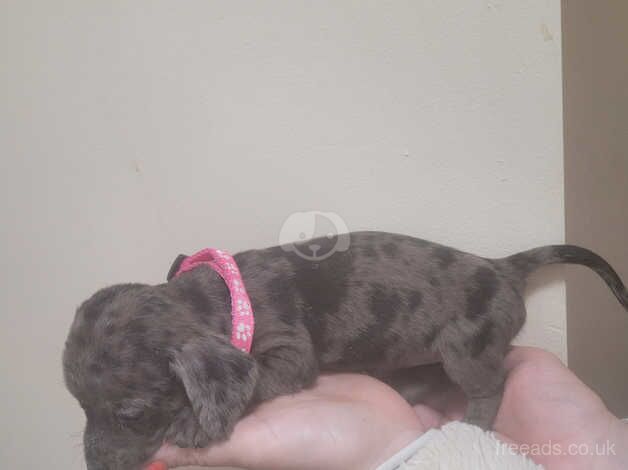 Dachshund Puppies for sale