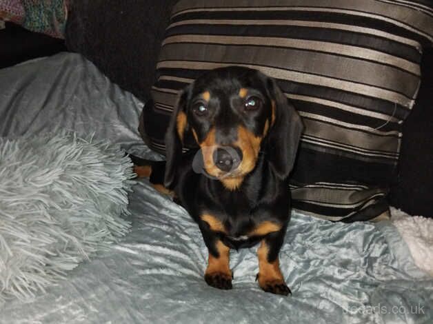 Tiny kc registered girl for sale in Leicester, Leicestershire