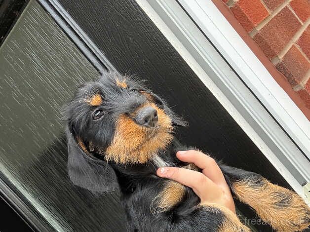 Toby for sale in Stratford-upon-Avon, Warwickshire - Image 5