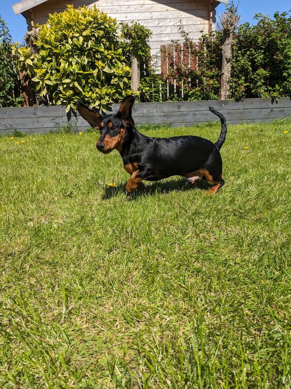 Toby miniature black and tan daschund for sale in DN17 4RP - Image 2