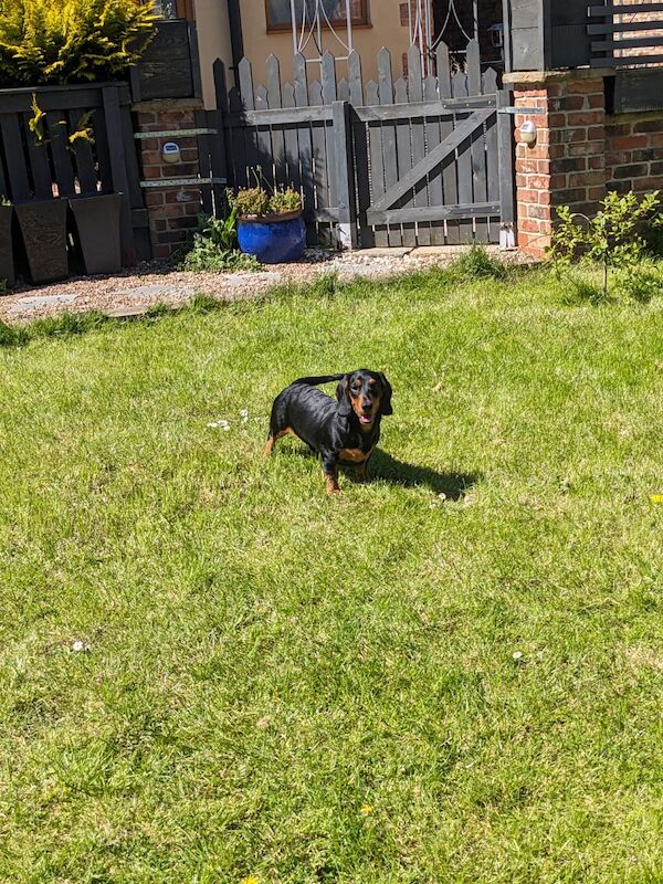 Toby miniature black and tan daschund for sale in DN17 4RP - Image 3