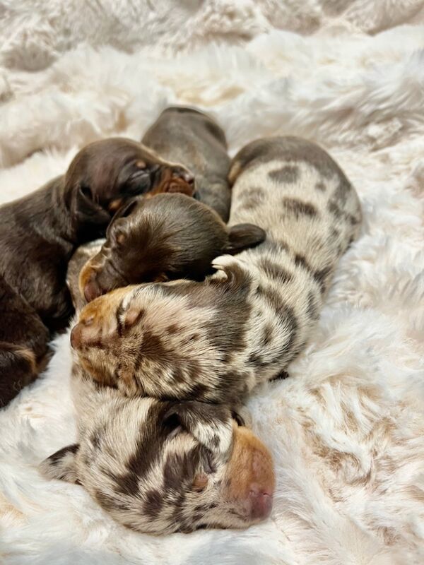 Top KC health tested mini dachshund puppies dapple chocolate for sale in Maidstone, Kent - Image 1