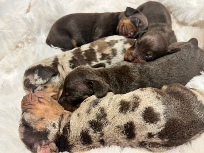 Top KC health tested mini dachshund puppies dapple chocolate for sale in Maidstone, Kent - Image 2