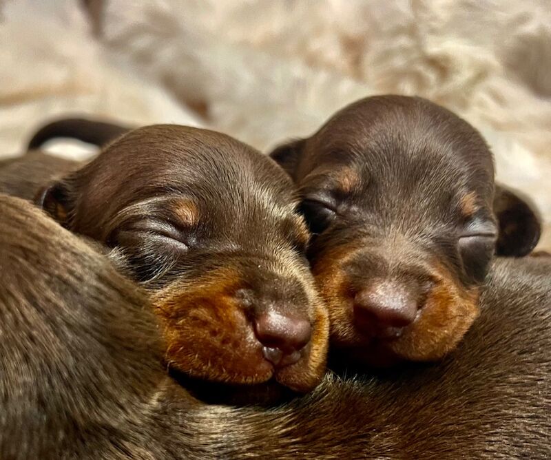 Top KC health tested mini dachshund puppies dapple chocolate for sale in Maidstone, Kent - Image 3