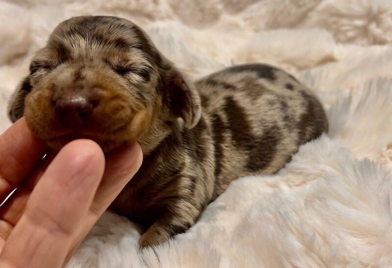 Top KC health tested mini dachshund puppies dapple chocolate for sale in Maidstone, Kent - Image 5