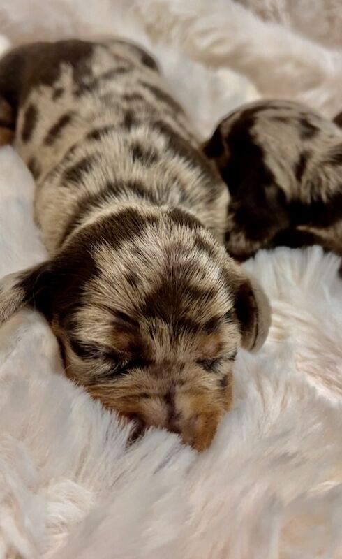 Top KC health tested mini dachshund puppies dapple chocolate for sale in Maidstone, Kent - Image 6