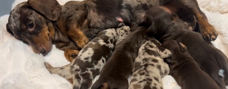 Top KC health tested mini dachshund puppies dapple chocolate for sale in Maidstone, Kent - Image 7