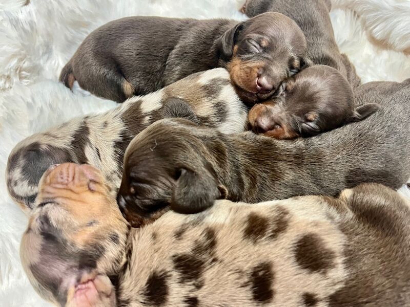 Top KC health tested mini dachshund puppies dapple chocolate for sale in Maidstone, Kent - Image 8