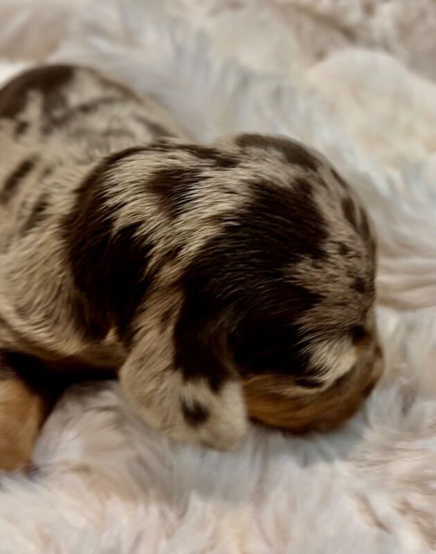 Top KC health tested mini dachshund puppies dapple chocolate for sale in Maidstone, Kent - Image 9