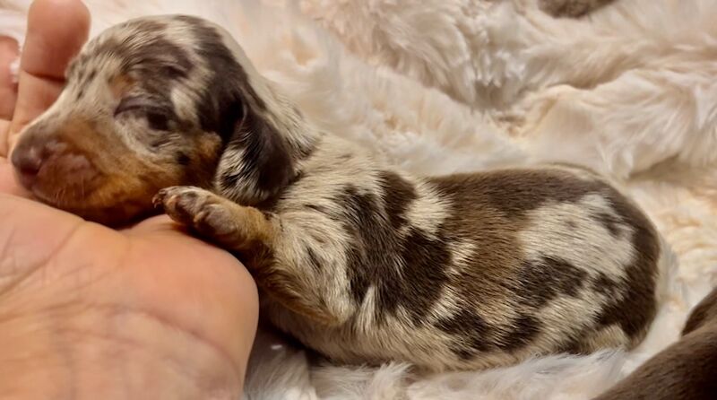 Top KC health tested mini dachshund puppies dapple chocolate for sale in Maidstone, Kent - Image 10