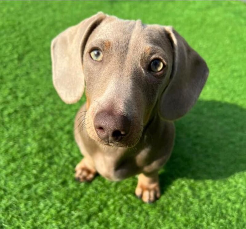 Top KC health tested mini dachshund puppies dapple chocolate for sale in Maidstone, Kent - Image 11