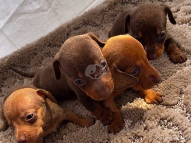 Top quality dachshund for sale in Cardiff