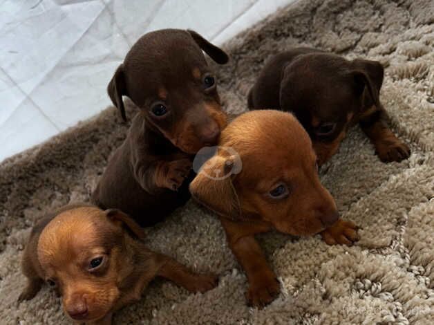 Top quality dachshund for sale in Cardiff - Image 2