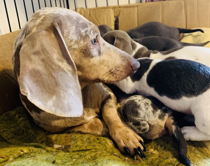 Top quality miniature dachshund puppies for sale in Chard, Somerset