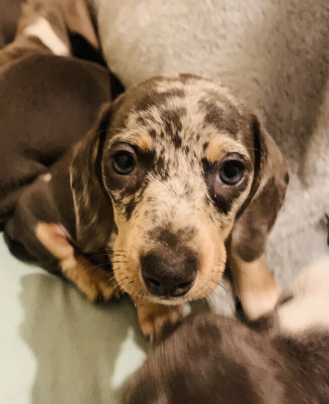 Top quality miniature dachshund puppies for sale in Chard, Somerset - Image 3